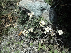Draba gilliesii