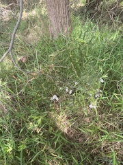 Leucopogon australis
