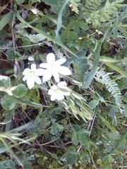 Ornithogalum umbellatum