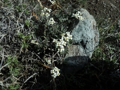Draba gilliesii