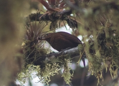 Thripadectes ignobilis