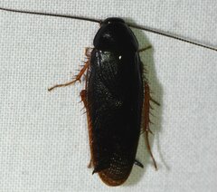 Ischnoptera