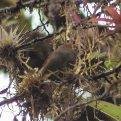 Cranioleuca erythrops