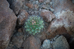 Mammillaria petrophila arida