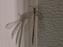 Brachynemurus