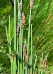 Eleocharis acuta