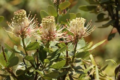 Oreocallis grandiflora