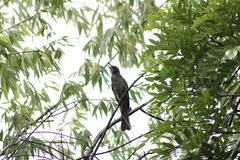 Hypsipetes amaurotis