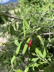 Varronia curassavica