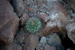 Mammillaria petrophila arida