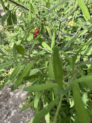 Varronia curassavica