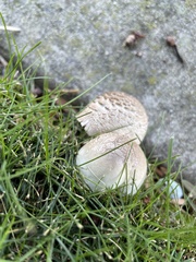 Leucoagaricus barssii