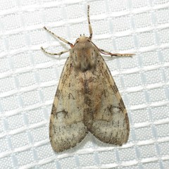 Pseudohemihyalea labecula