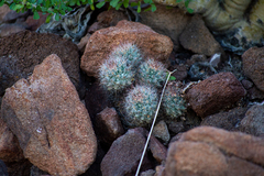 Mammillaria petrophila arida