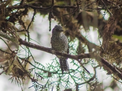 Thamnophilus multistriatus