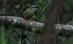 Eumomota superciliosa