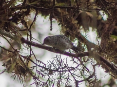 Thamnophilus multistriatus