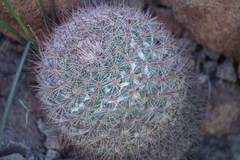 Mammillaria petrophila arida