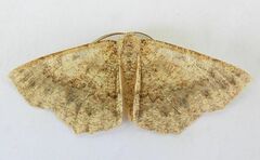 Somatolophia pallescens