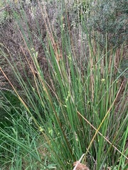 Juncus pallidus