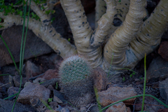 Mammillaria petrophila arida