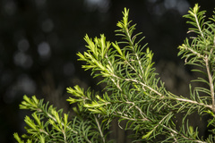 Melaleuca ericifolia