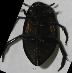 Hydrophilus ovatus