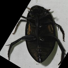Hydrophilus ovatus