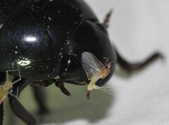 Hydrophilus ovatus