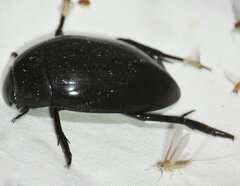 Hydrophilus ovatus