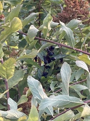 Oemleria cerasiformis