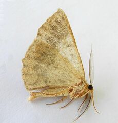 Somatolophia pallescens