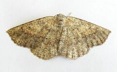 Somatolophia pallescens