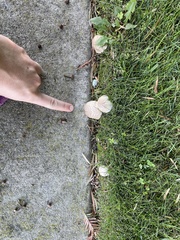 Leucoagaricus barssii