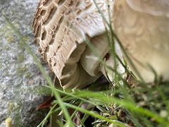 Leucoagaricus barssii