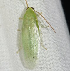 Panchlora nivea