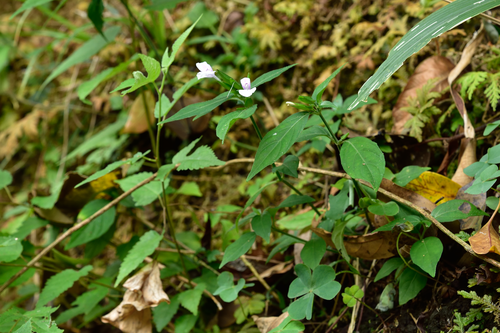 Peristrophe japonica iNat (1)