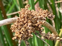 Juncus pallidus