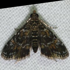 Elophila obliteralis