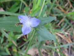 Tradescantieae