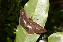 Gerosis phisara