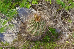 Hamatocactus hamatacanthus