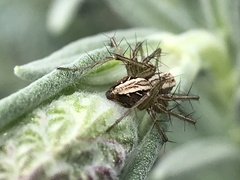 Oxyopes gracilipes