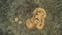 Phaeolus