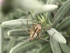 Oxyopes gracilipes