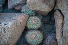 Mammillaria petrophila arida