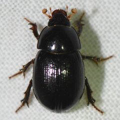 Hybosorus illigeri