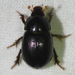 Hybosorus illigeri