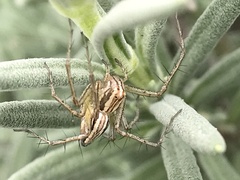 Oxyopes gracilipes