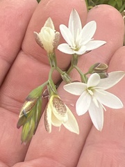 Hesperantha falcata